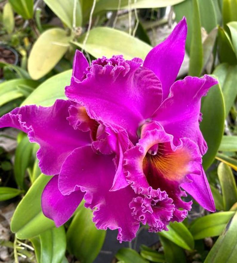 Cattleya Raye Holmes x Rlc. Bryce Canyon – Natures Orchids