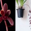 Cymbidium Udaigiri 'Long Spike' (Mericlone) Seedling - Check us out on ETSY: https://naturesorchids.etsy.com