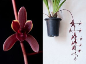 Cymbidium Udaigiri 'Long Spike' (Mericlone) Seedling - Check us out on ETSY: https://naturesorchids.etsy.com