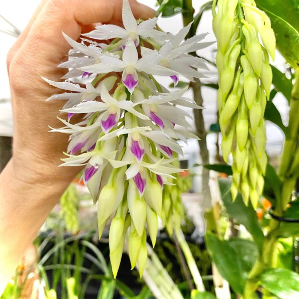 Dendrobium Amethystoglossum x Sib - Check us out on ETSY: https://naturesorchids.etsy.com