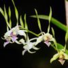 Dendrobium Antennatum - Check us out on ETSY: https://naturesorchids.etsy.com