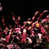 Dendrobium Jairak Firehorn ISO 1021