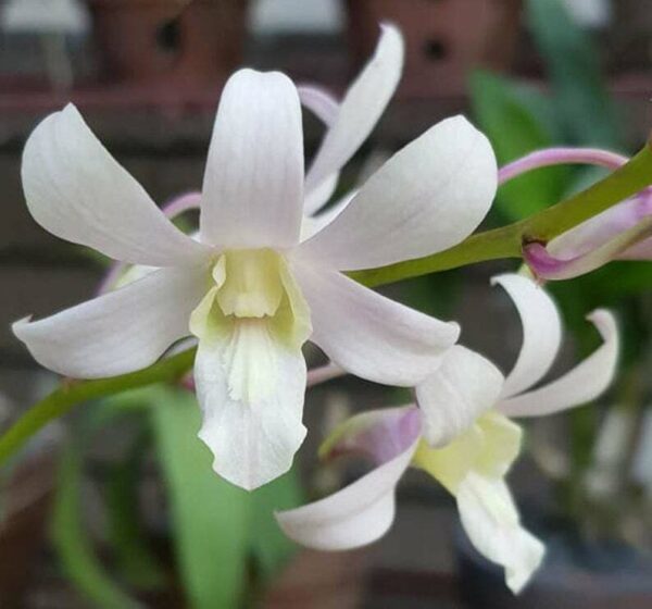 Dendrobium Jaquelyn Thomas 'Uniwai Mist'