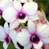 Dendrobium Large White - Purple Center