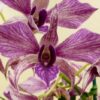 Dendrobium Lavender Maze