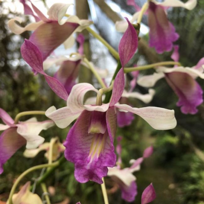 Dendrobium Hawaii Spectacular - Natures Orchids