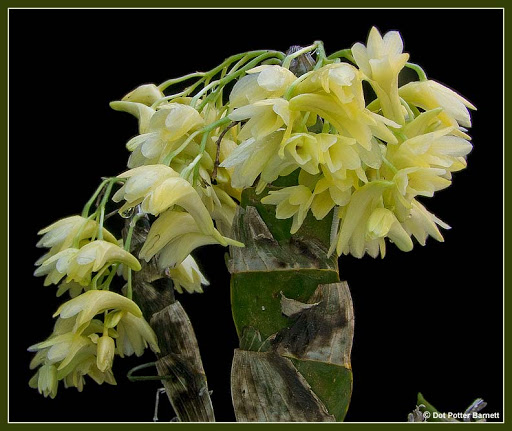 Dendrobium Platycaulon x Sib - Check us out on ETSY: https://naturesorchids.etsy.com