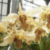 Dendrobium Spider Lily (Den. Roy Tokunaga x Alexandrae)