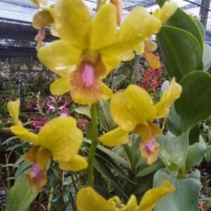 Dendrobium Yellow - Pink Lip