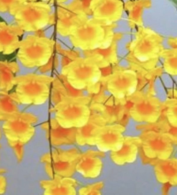 Dendrobium Aggregatum - Check us out on ETSY: https://naturesorchids.etsy.com