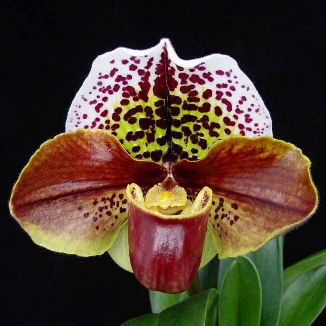 Paph Hangianum x Fumis Delight – Check us out on ETSY: https