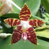 Phalaenopsis Amboinensis x Self