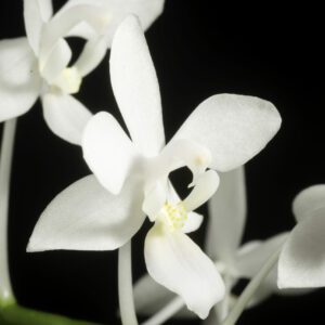 Phalaenopsis Equestris F. Alba