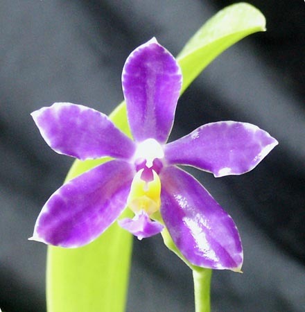 Phalaenopsis Lueddemaniana v. Puchra