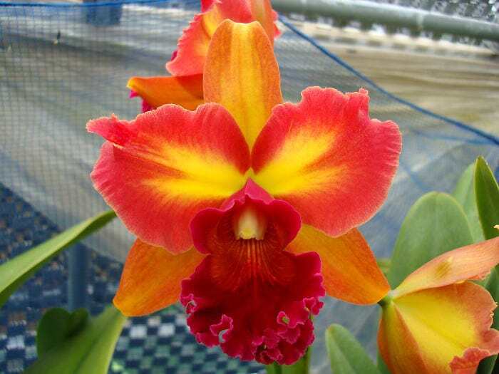 (Rlc. Burdekin Wonder x Donna Kimura) x (Mary Ellen Carter x Willette ...