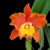 Rlc. Orange Diamond Seedling - Check us out on Etsy: https://naturesorchids.etsy.com