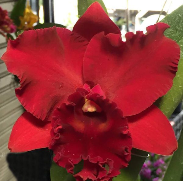 Rlc. Thaksina Red - Check us out on Etsy: https://naturesorchids.etsy.com