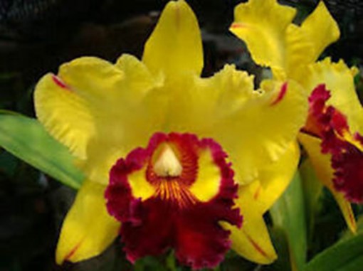 Rlc. Yingluck Smile 'New Day' - Check us out on Etsy: https://naturesorchids.etsy.com