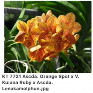 Vanda Ascda. Orange Spot x (V. Kultana Ruby x Ascda. Lenakamolphun)