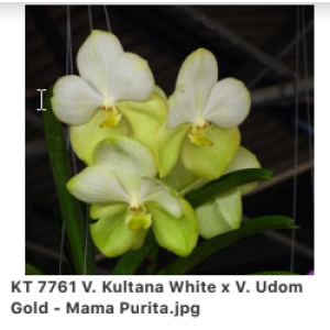 Vanda Kultana White x (v. Udom Gold x Mama Purita)