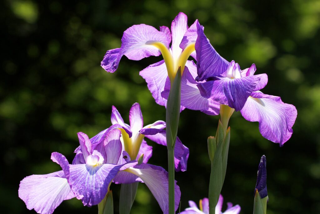 Cattleya orchids