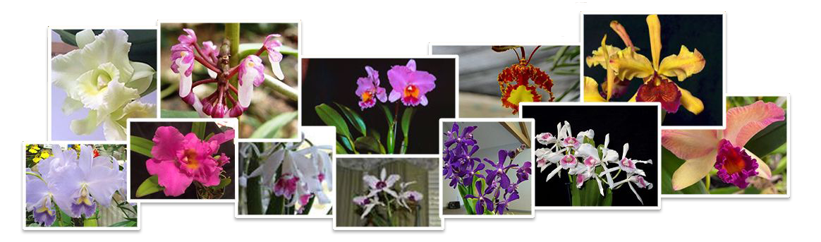 orchid care guide