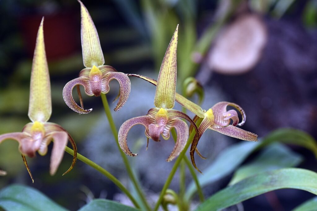 Bulbophyllum orchid care guide