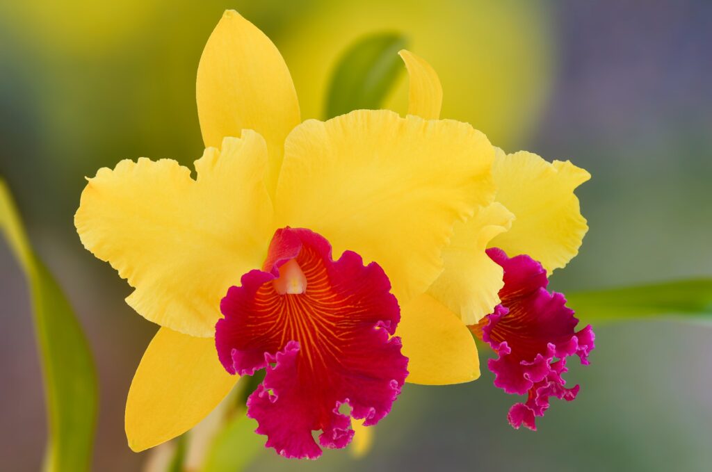 Cattleya orchid care