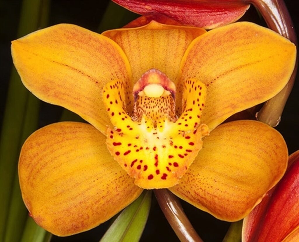 Cymbium orchids live plants
