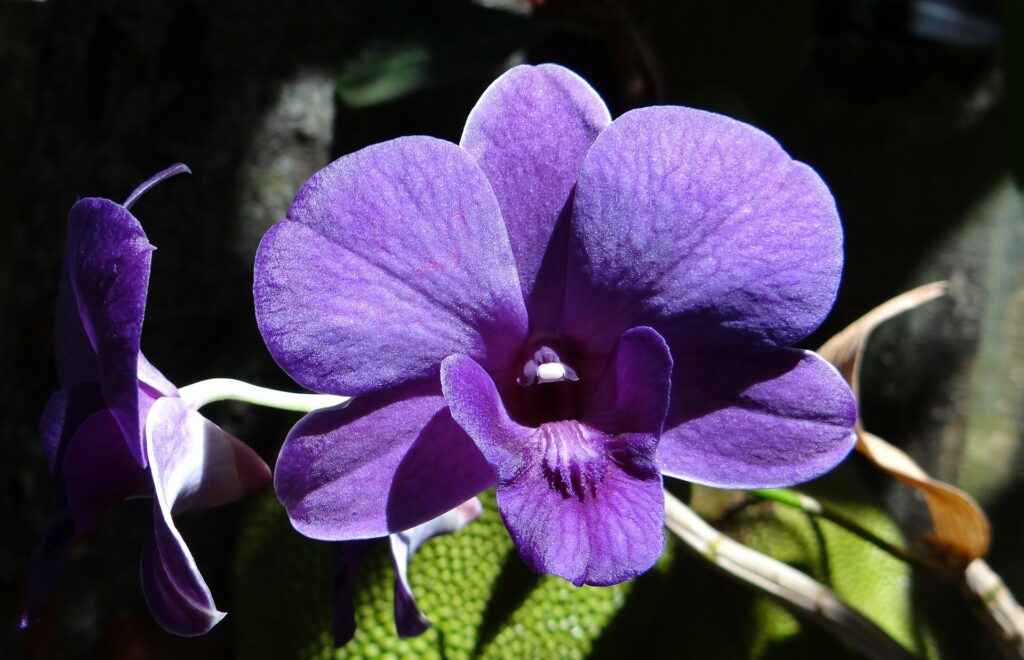 Dendrobium orchid care
