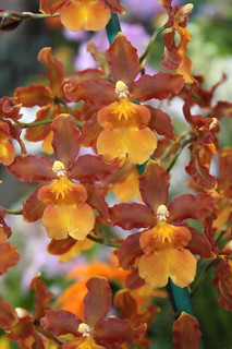 Odontocidium Catatante 'Pacific Sunspots' - Check us out on ETSY: https://naturesorchids.etsy.com