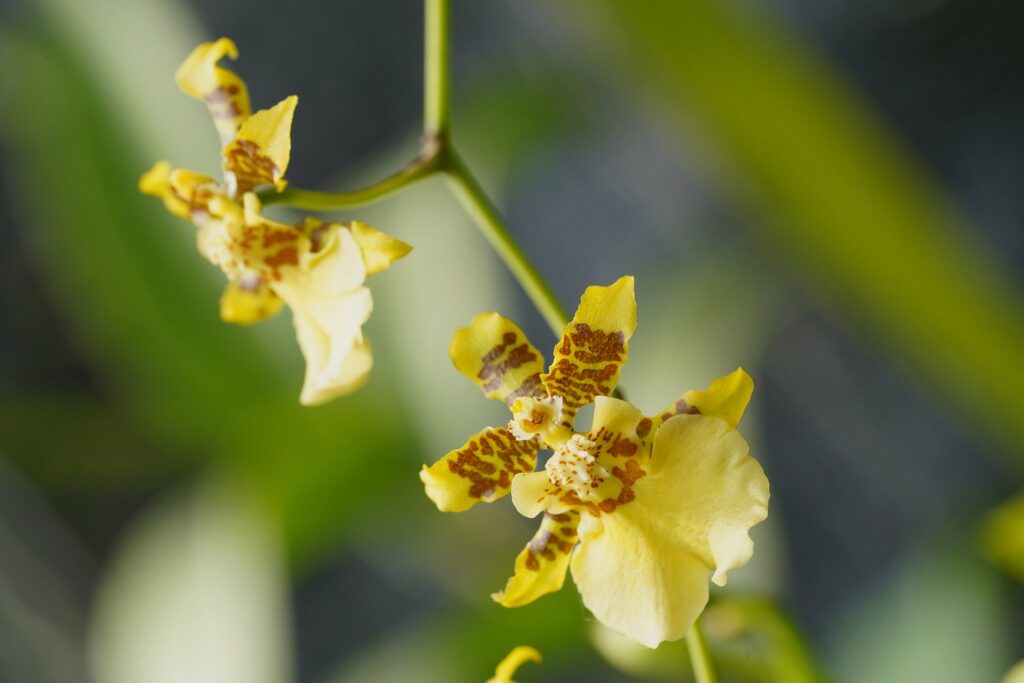 Oncidium care guide