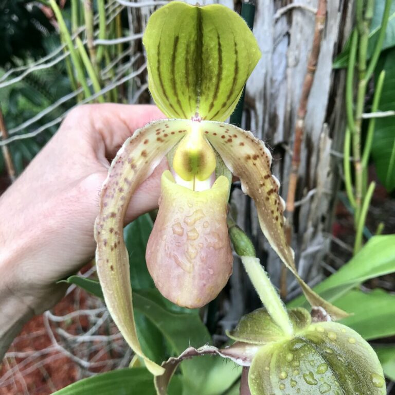 Paph Fairreanum Album – Natures Orchids