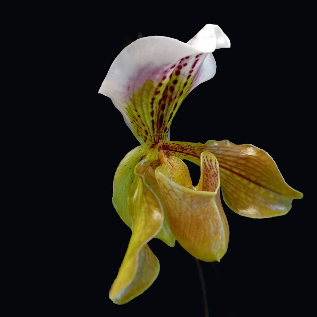Paphiopedilum orchid care