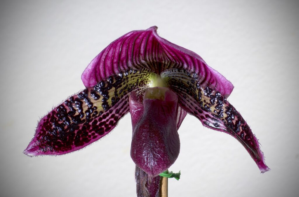 Paphiopedilum orchid