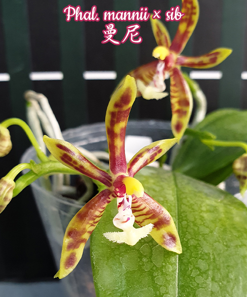 Phalaenopsis manii x sib