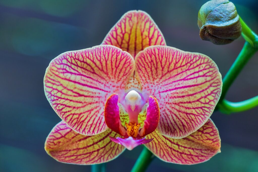 Phalaenopsis orchid care