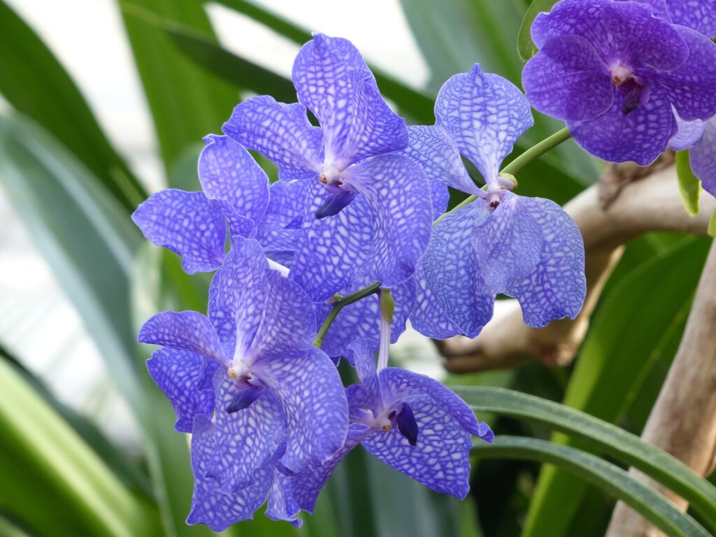 blue vanda orchid care guide