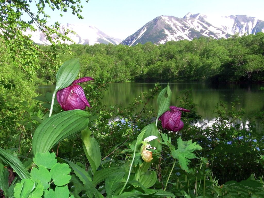 orchid care lady slipper