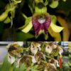 Dendrobium macrophllum 'Sulawesi' x shiraishii 'Spot'