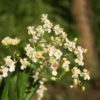Odontocidium Twinkle 'Fantasy' - Check us out on ETSY: https://naturesorchids.etsy.com