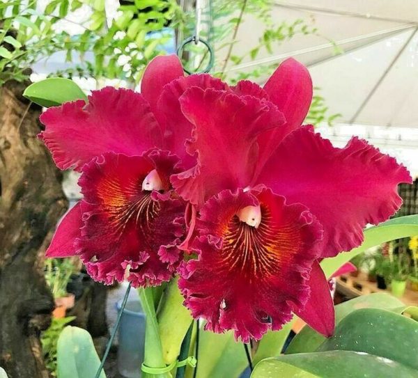 Ric. Sanyung Ruby 'New Beauty' X Hilo Grand - Check us out on ETSY: https://naturesorchids.etsy.com