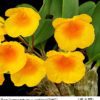 Dendrobium Jenkinsii x Aggregatum - Check us out on ETSY: https://naturesorchids.etsy.com