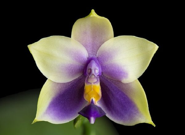 Phalaenopsis bellina coerulea, Mature Seedling - Check us out on ETSY: https://naturesorchids.etsy.com