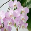Phalaenopsis Sanderiana - Check us out on ETSY: https://naturesorchids.etsy.com