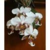 Phalaenopsis stuartiana tipo x sib Mature Seedling - Check us out on ETSY: https://naturesorchids.etsy.com