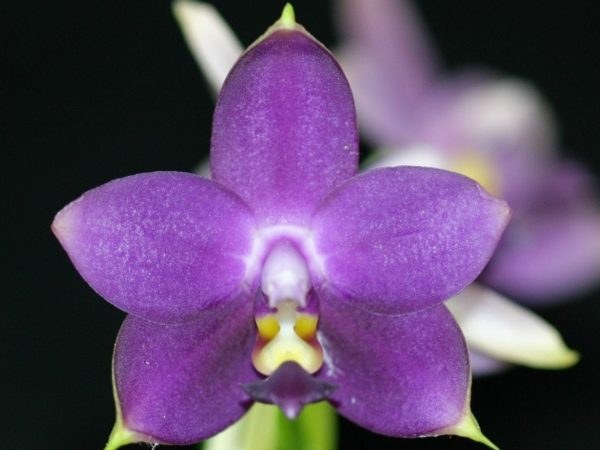 Phalaenopsis violacea v. coerulea "Indigo" X sib - Check us out on ETSY: https://naturesorchids.etsy.com