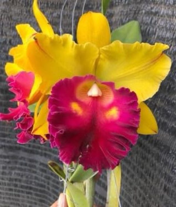 Rlc. Pattra Delight - Check us out on ETSY: https://naturesorchids.etsy.com